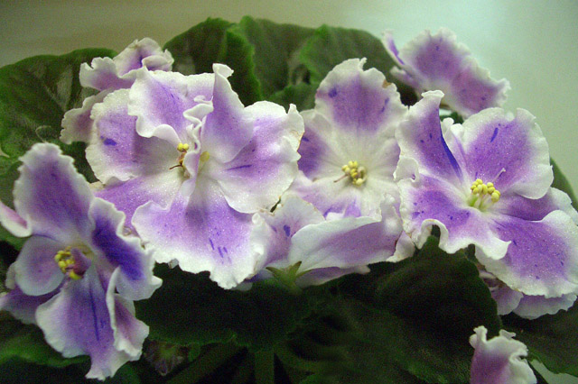 CIMG0209.JPG