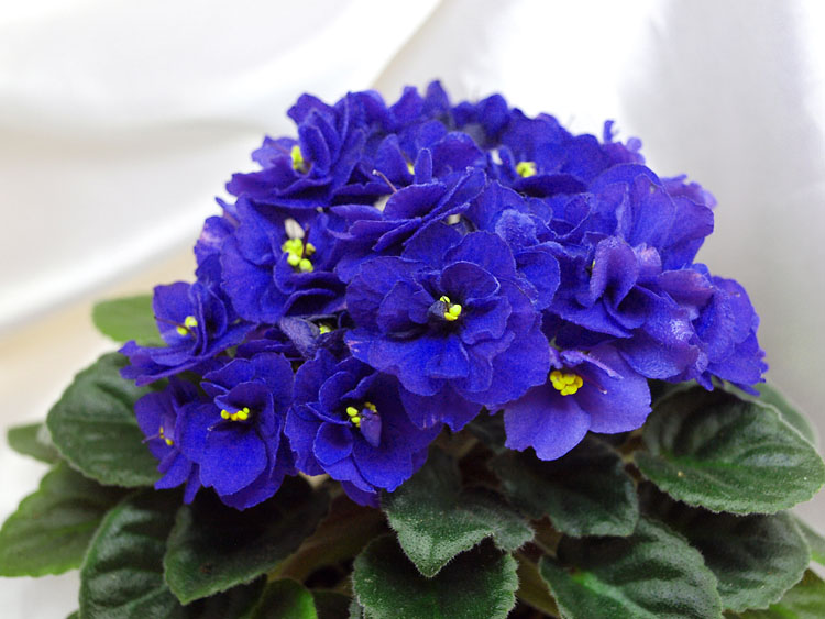 Blue Blazes.jpg