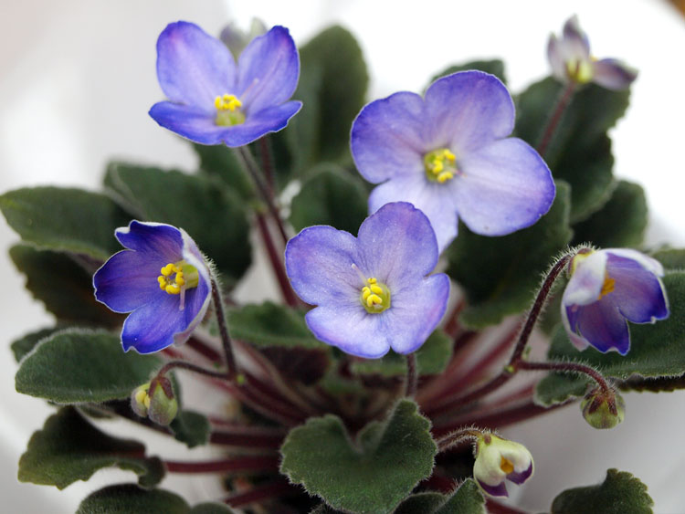 Sea Bells.jpg