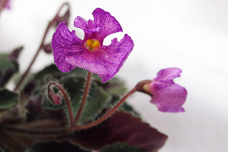 Imps Spotted Infection_2.jpg