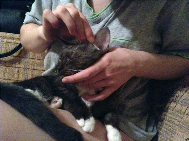 котята с автосервиса дома 2.jpg
