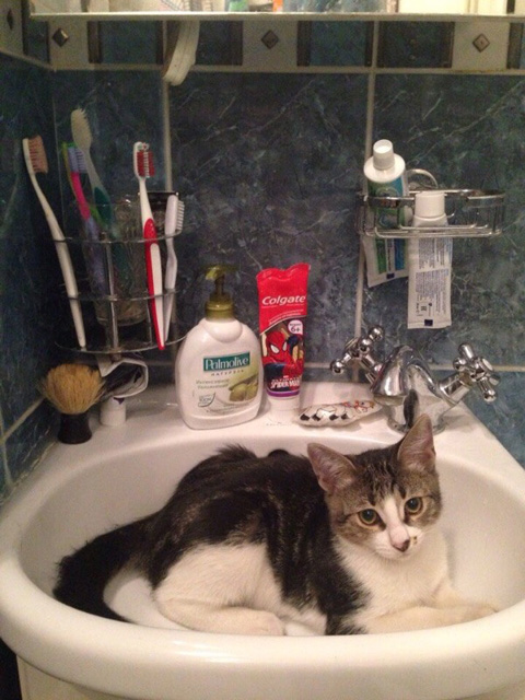 котята с автосервиса дома 1.jpg