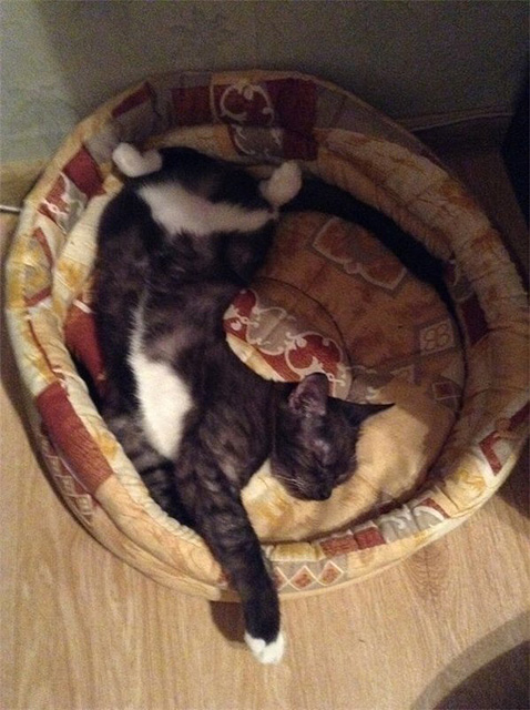 котята с автосервиса 5.jpg