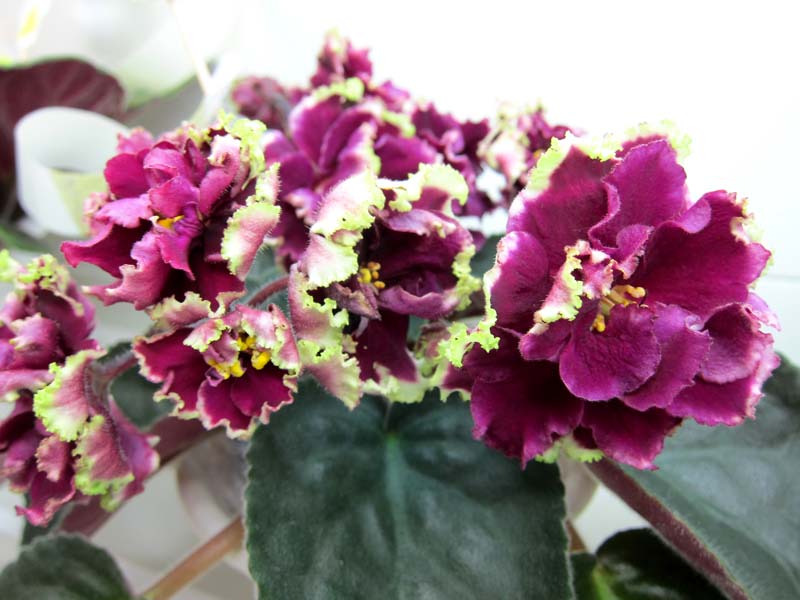 Тюрина ЕК-Рубин в Изумруде.JPG