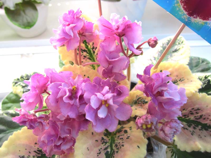 Плессер Apache Primrose.JPG