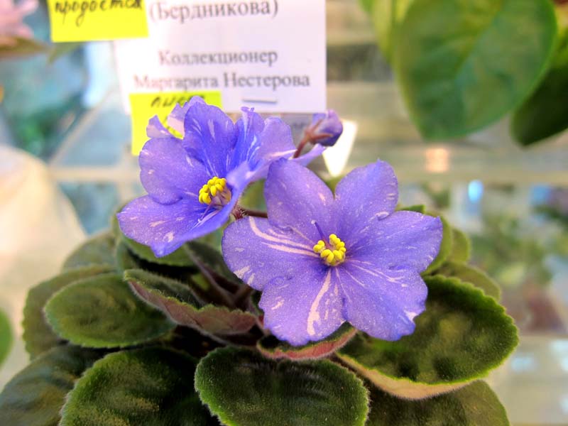 Нестерова Н-Стожары.JPG