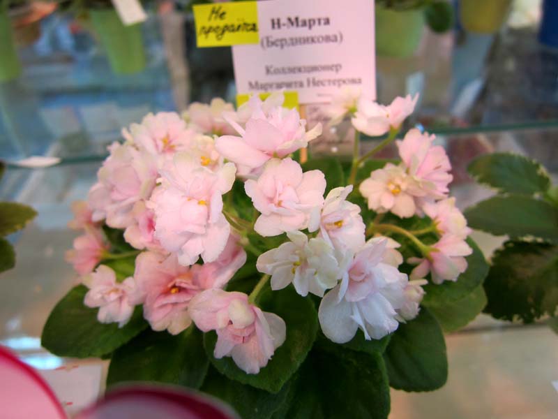 Нестерова Н-Марта.JPG