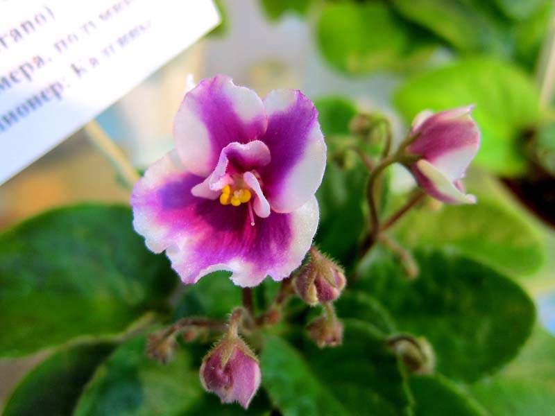 Калгины Cherry Princess-химера полумини.JPG