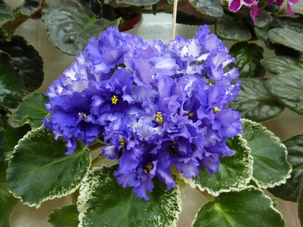 image (77).jpg