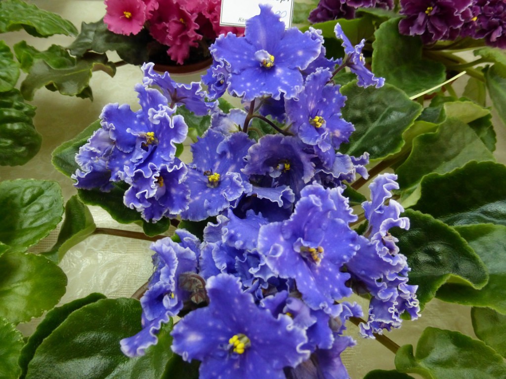 image (78).jpg