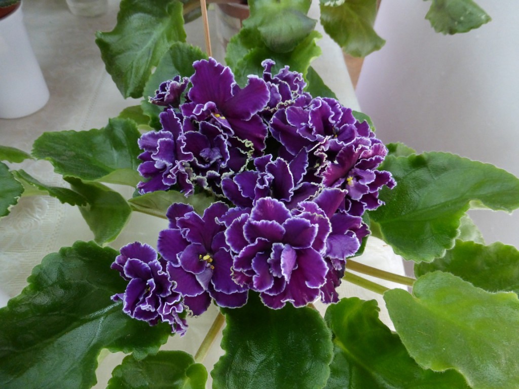 image (79).jpg