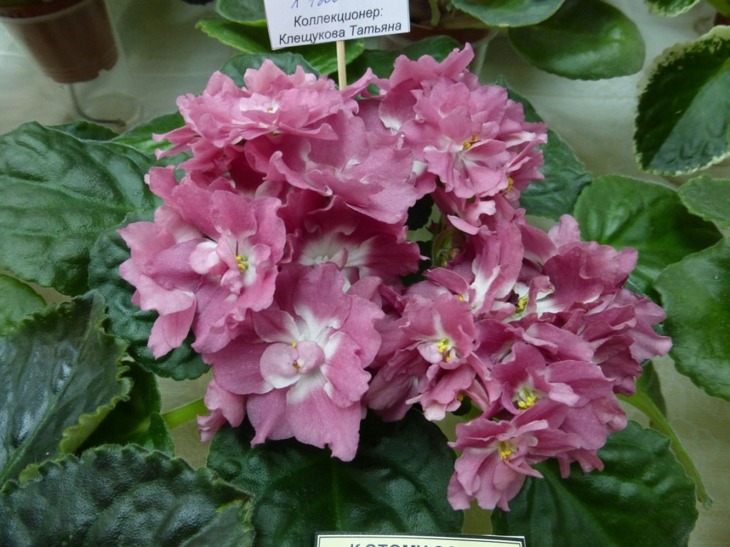 image (71).jpg