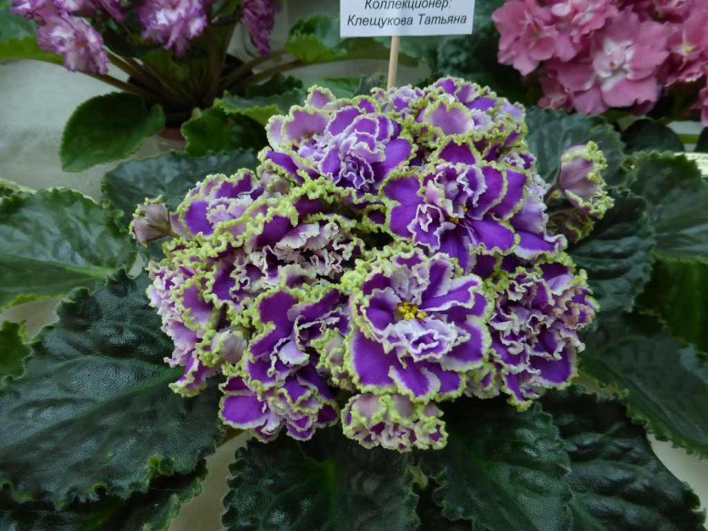 image (58).jpg
