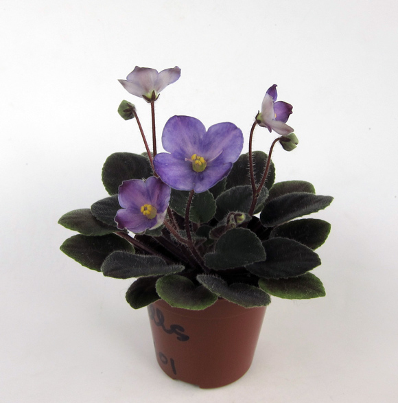 Sea-Bells.jpg