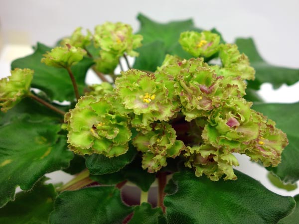 Allegro Pink Pistachio.jpg