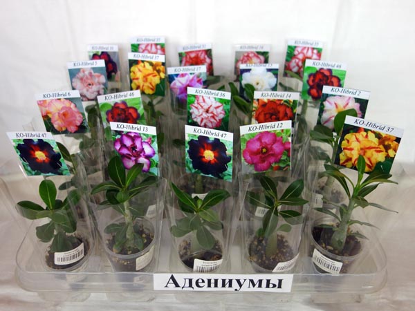 Саженцы адениумов.jpg