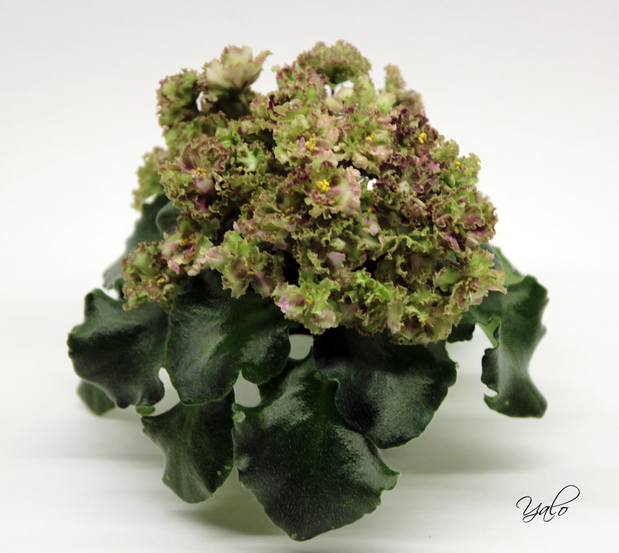 Allegro Pink Pistachio
