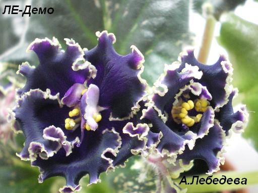 ЛЕ-Демо