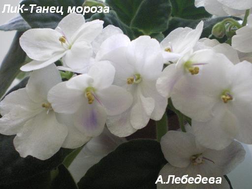 ЛиК Танец мороза 03.03.09 20-20 текст.JPG