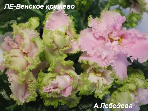 ЛЕ-Венское кружево 08.04.09 20-20 текст.JPG