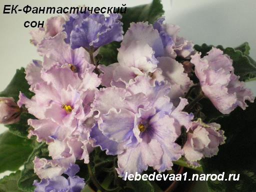 ЕК-Фантастический сон 14.04.09 (30) 20-20 1 текст.JPG