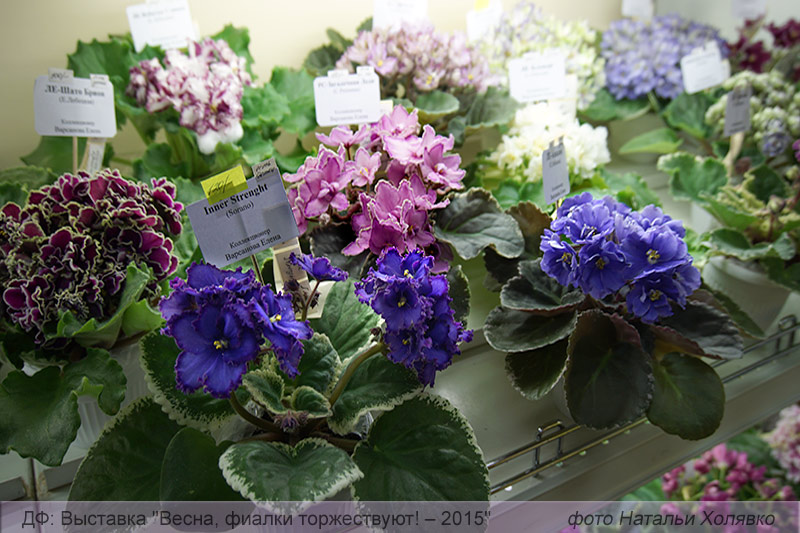 Цветы_22.jpg