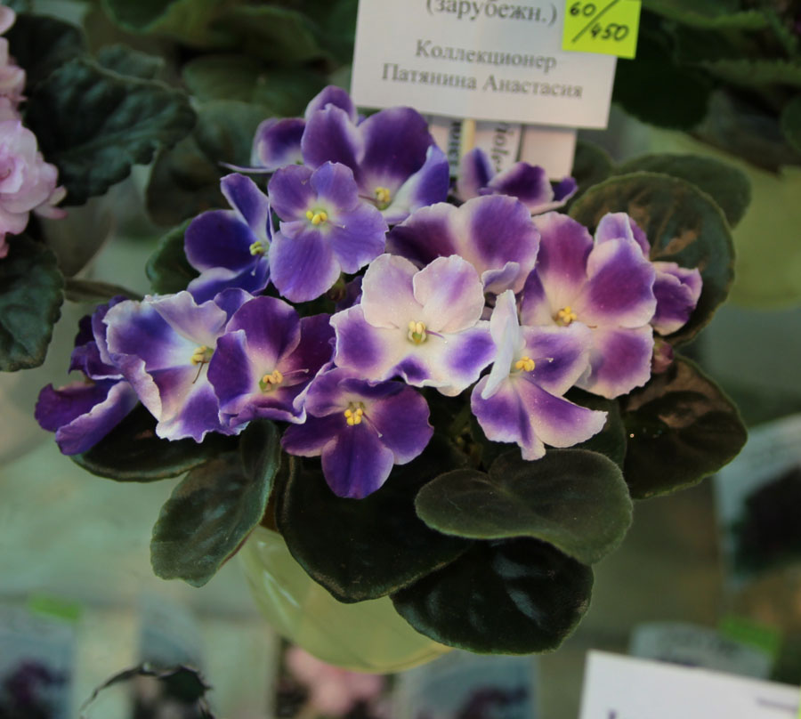 Ultraviolet