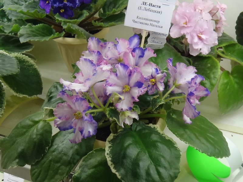 ЛЕ-Настя коллекция Н.Чистяковой