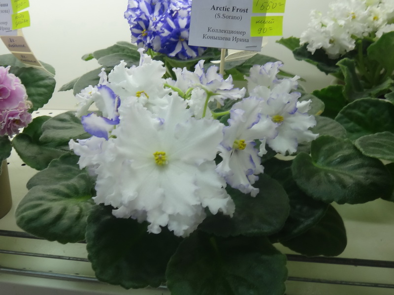 Arctic Frost коллекция Ирины Конышевой