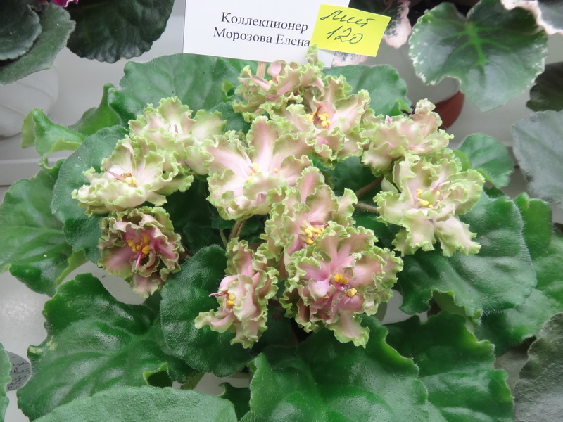 ЛЕ-Хозяйка Медной Горы коллекция Елены Морозовой