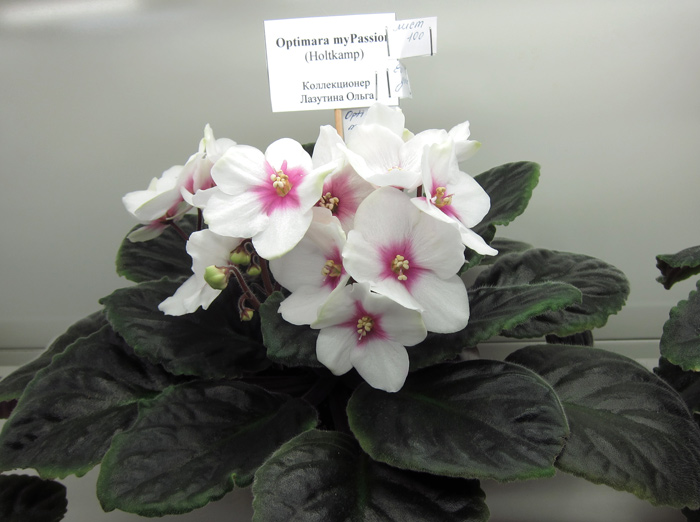 Optimara-myPassion.jpg