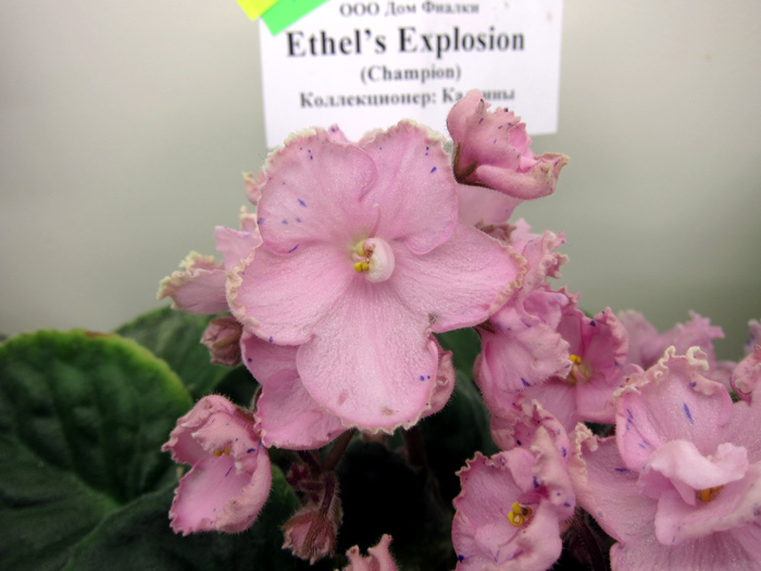 Ethal's-Explosion.jpg