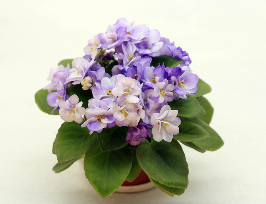 11111.jpg