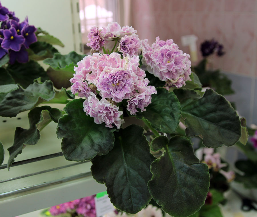 ЛЕ-Айседора