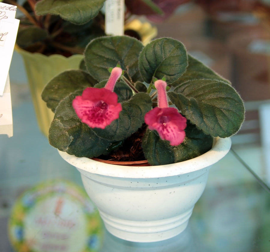 SRG's Red Eruption