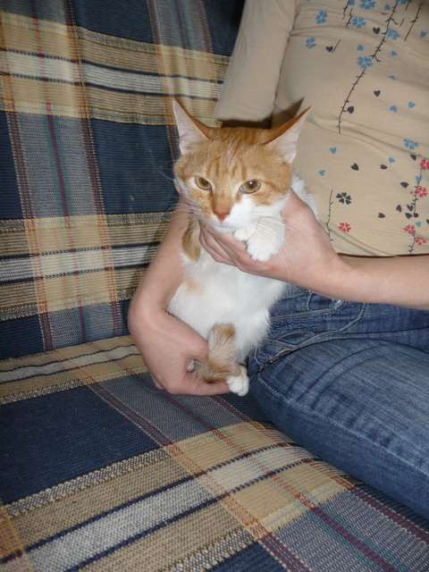 рыжий котик1.jpg