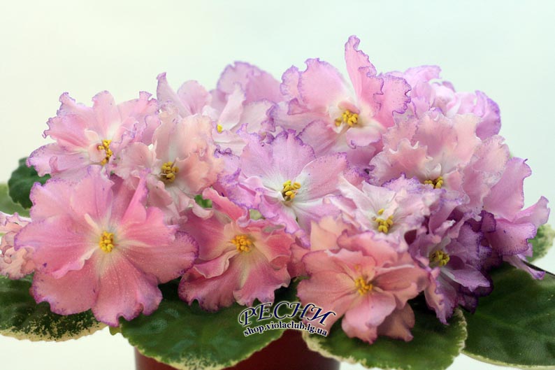 IMG_3829 копия.jpg