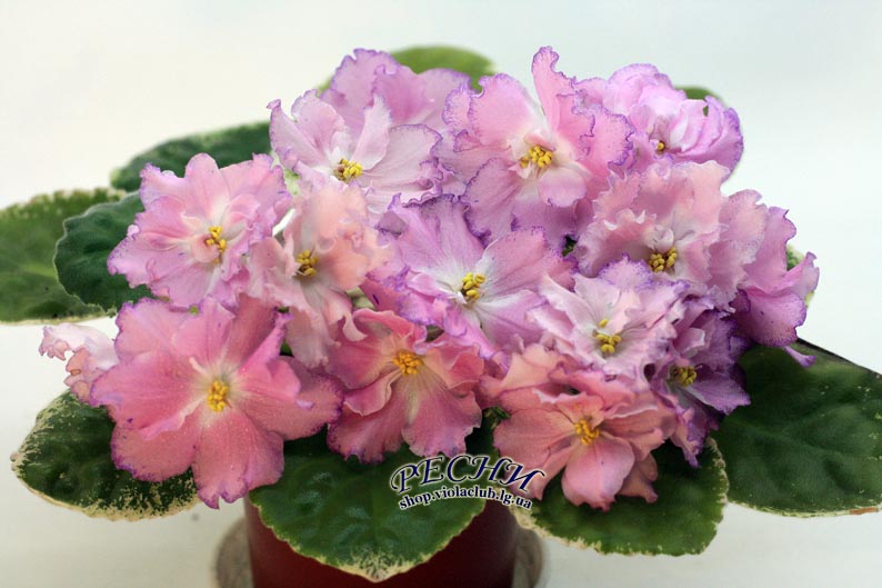 IMG_3817 копия.jpg