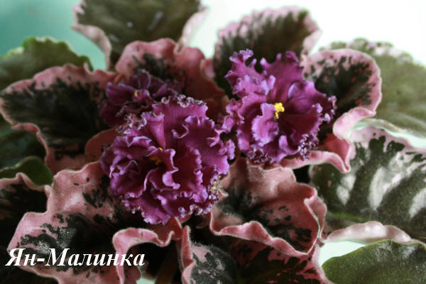 Ян-Малинка6.jpg