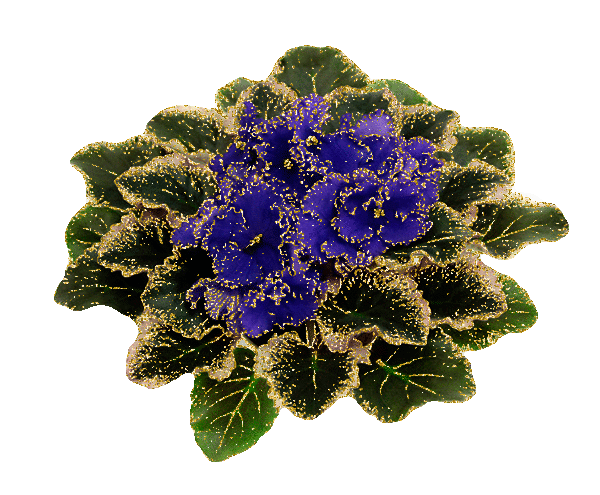 8.gif