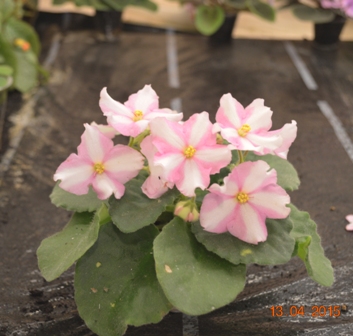 DS-Moonflower (Dimetris)