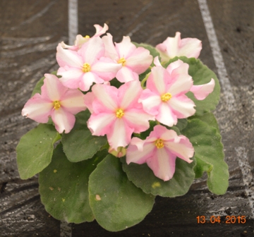 DS-Moonflower (Dimetris)