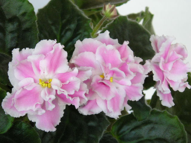 P1010011.JPG