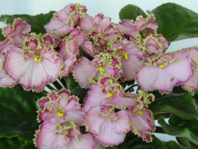 P1010007.JPG