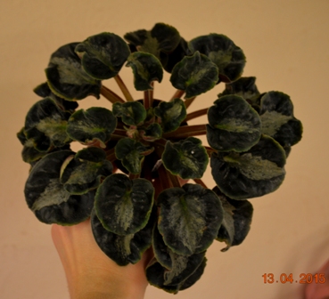 Hermony Little Stincer Harmony’s