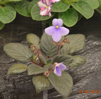 Saintpaulia ionantha spp.(подвид) Conantha