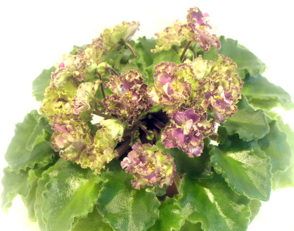 Allegro Pink Pistachio.jpg