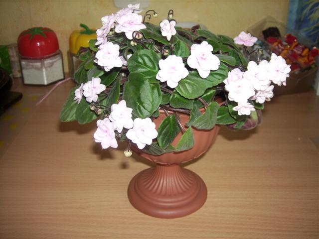 SPA50130 (Small).JPG