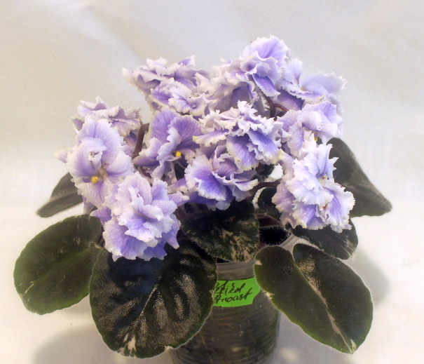Shirl's Ruffled Petticoat.jpg