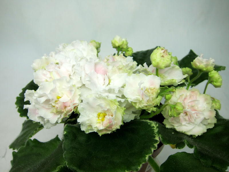 ЛЕ-Английская Роза.jpg